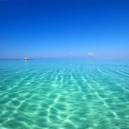 Seagull Chalkidiki *